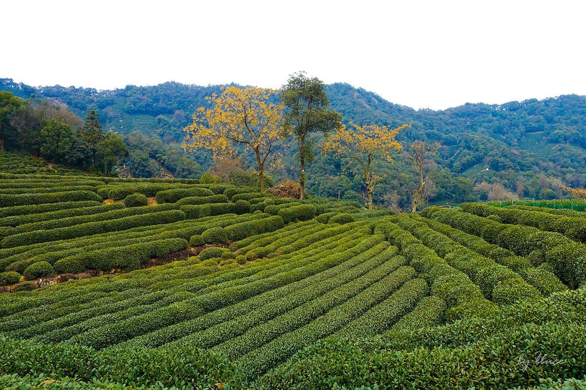 十里琅珰观茶园