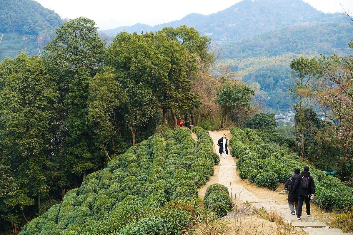十里琅珰观茶园