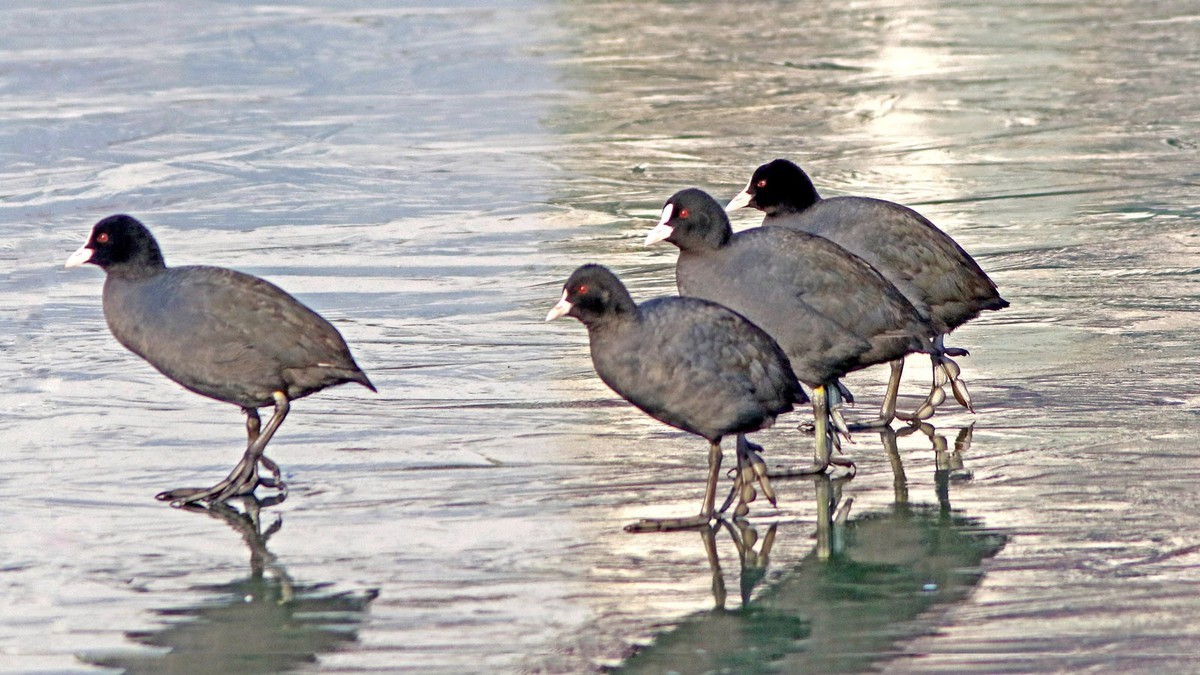 冰塘里的白骨顶水鸡