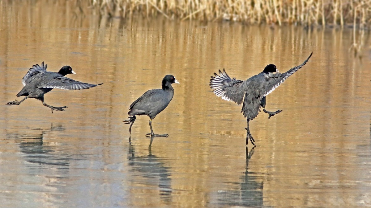 冰塘里的白骨顶水鸡