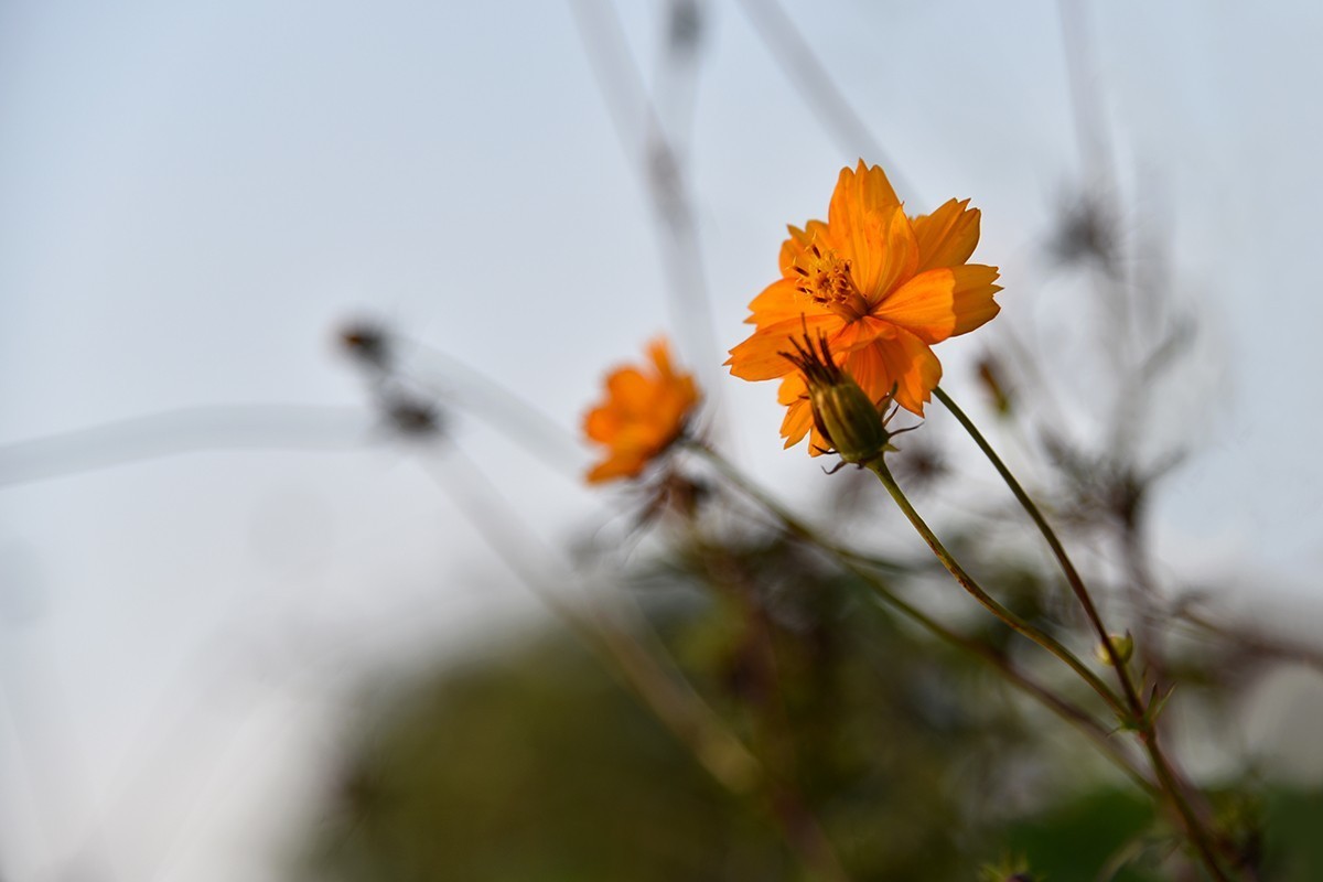 【2022】030---花花草草