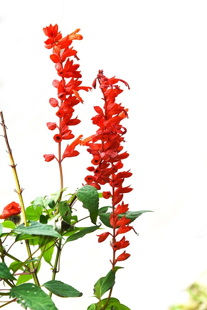 【2022】030---花花草草