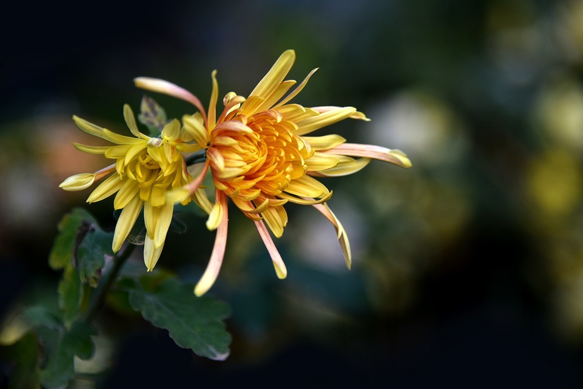 【2022】030---花花草草