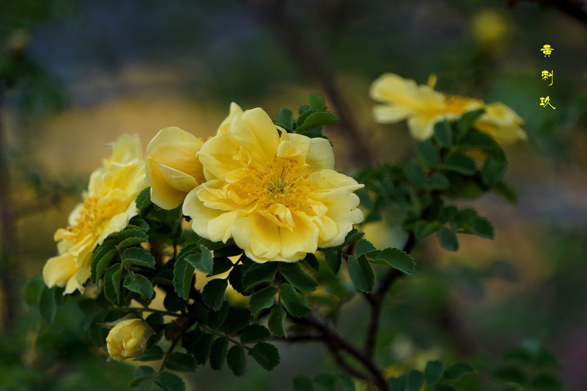 黄刺玖  （2022）