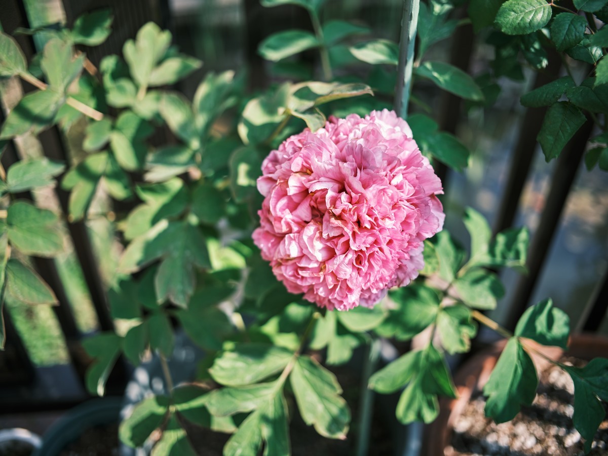 佳能老镜头拍花