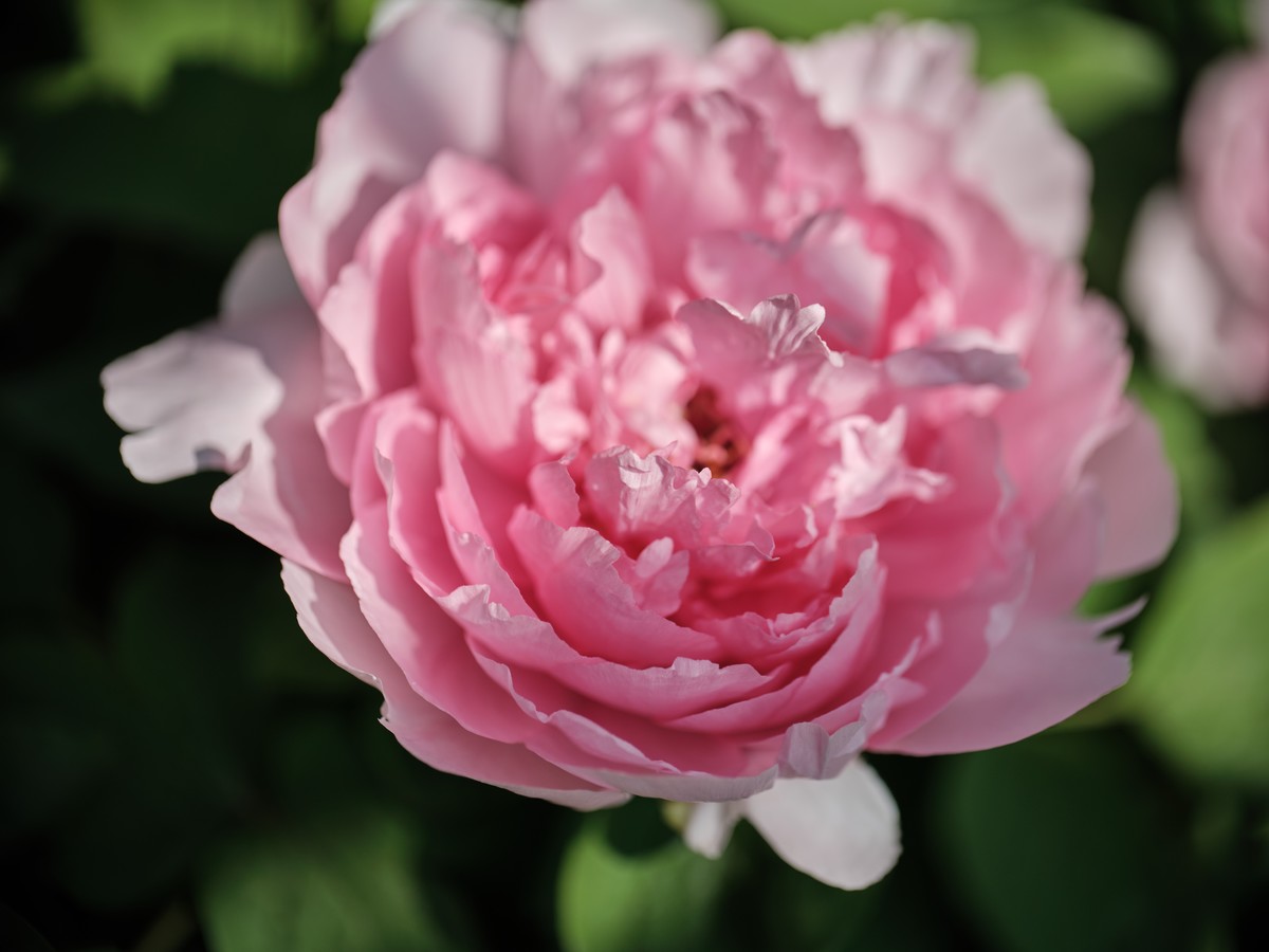 佳能老镜头拍花