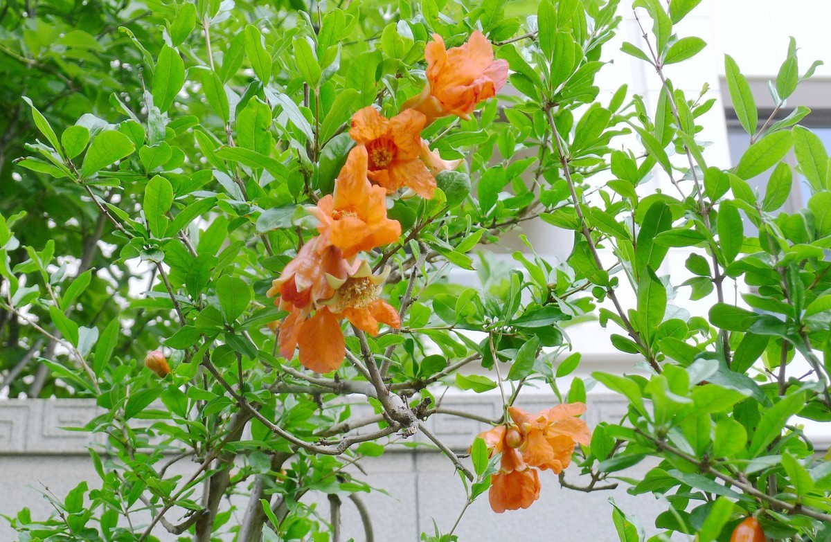 石榴开花