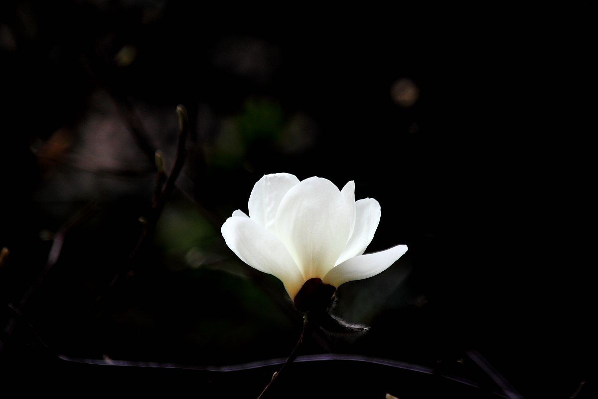兰芽玉茁争妍（一）