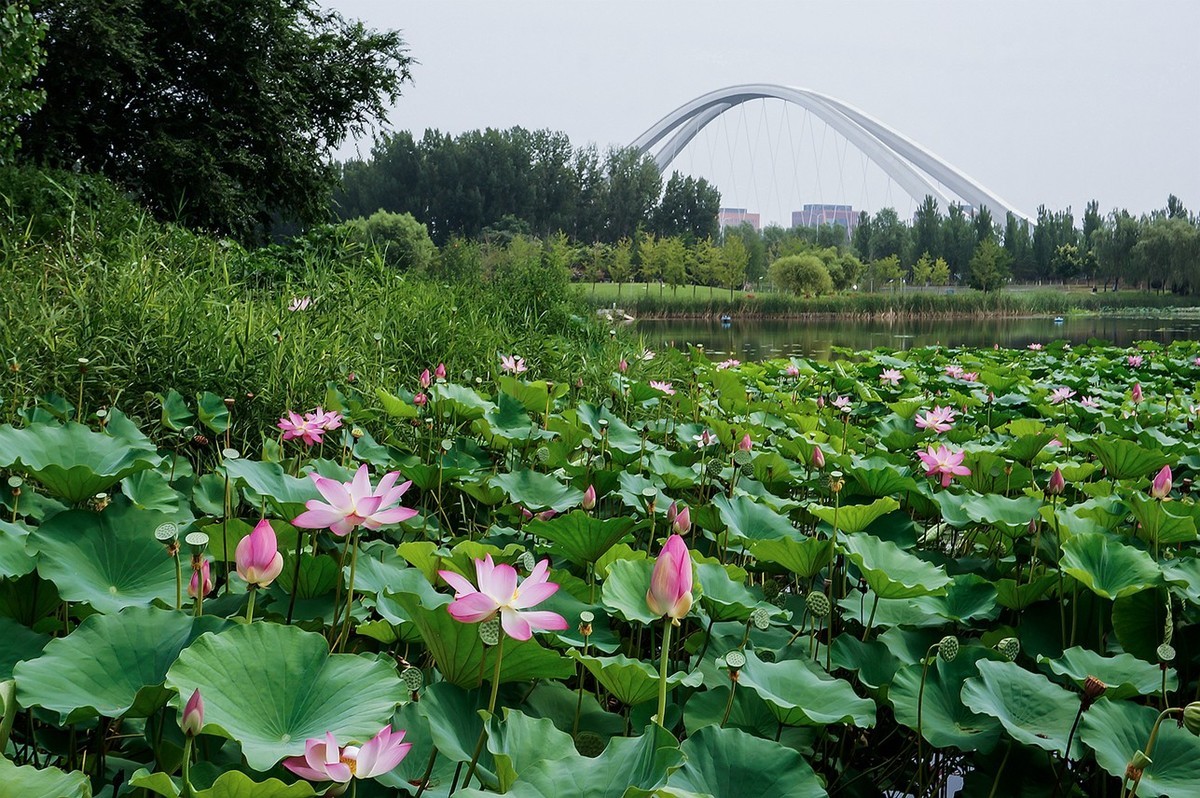 北京未来科学城滨水公园小景