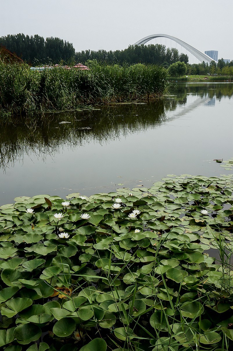 北京未来科学城滨水公园小景