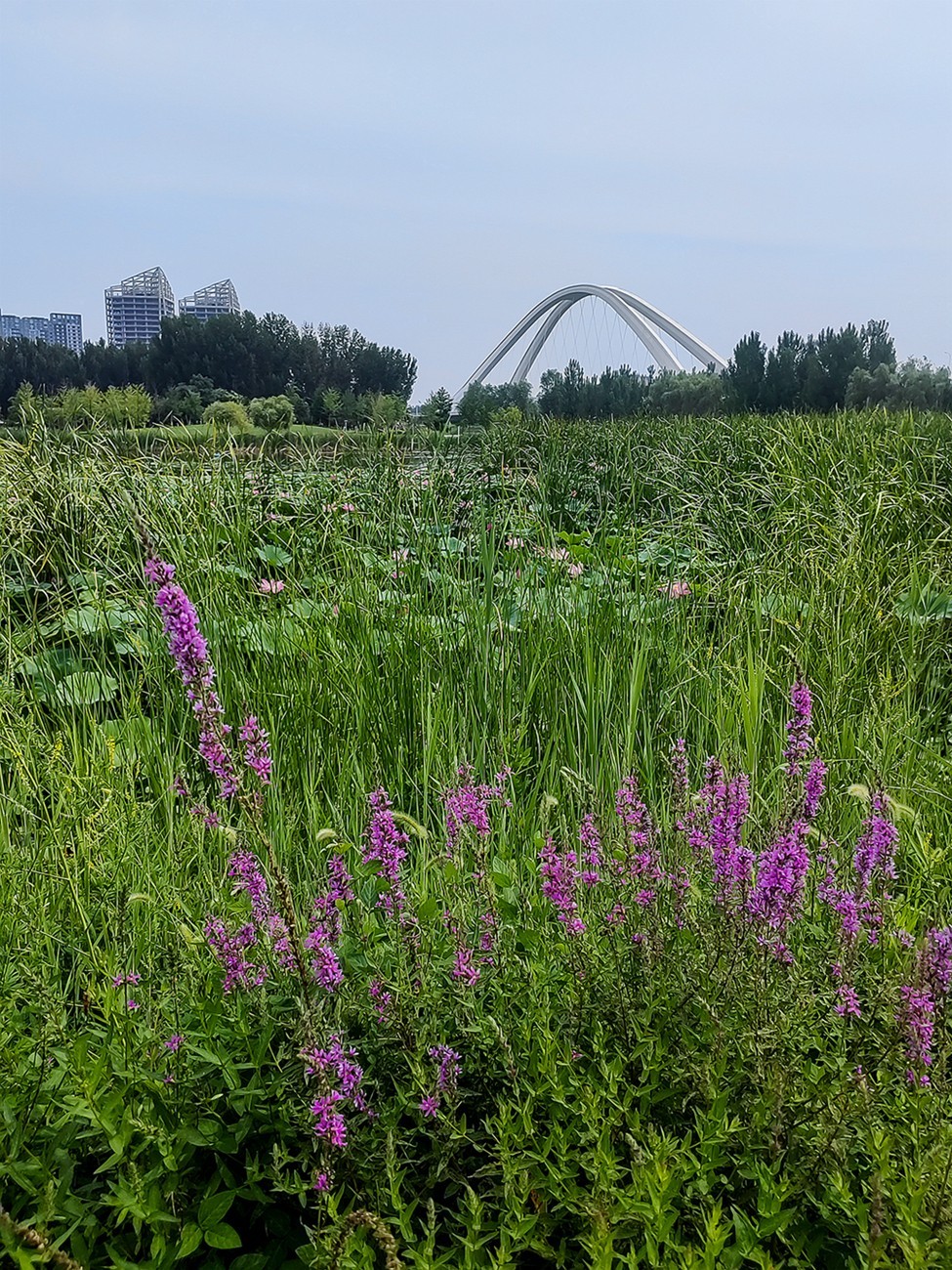 北京未来科学城滨水公园小景 二