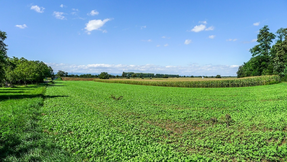夏之莱茵河谷平原