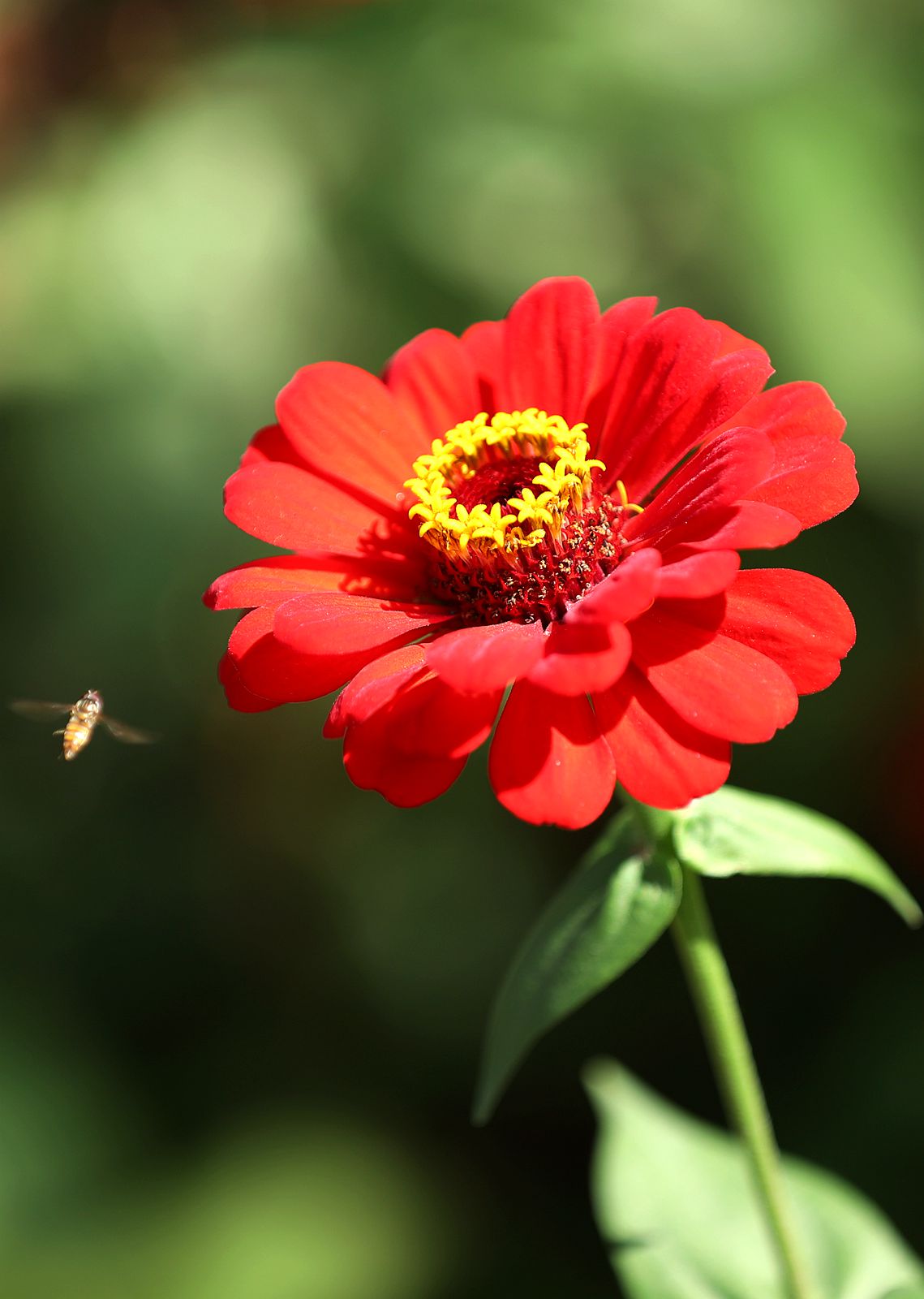 百日菊(2)-中关村在线摄影论坛