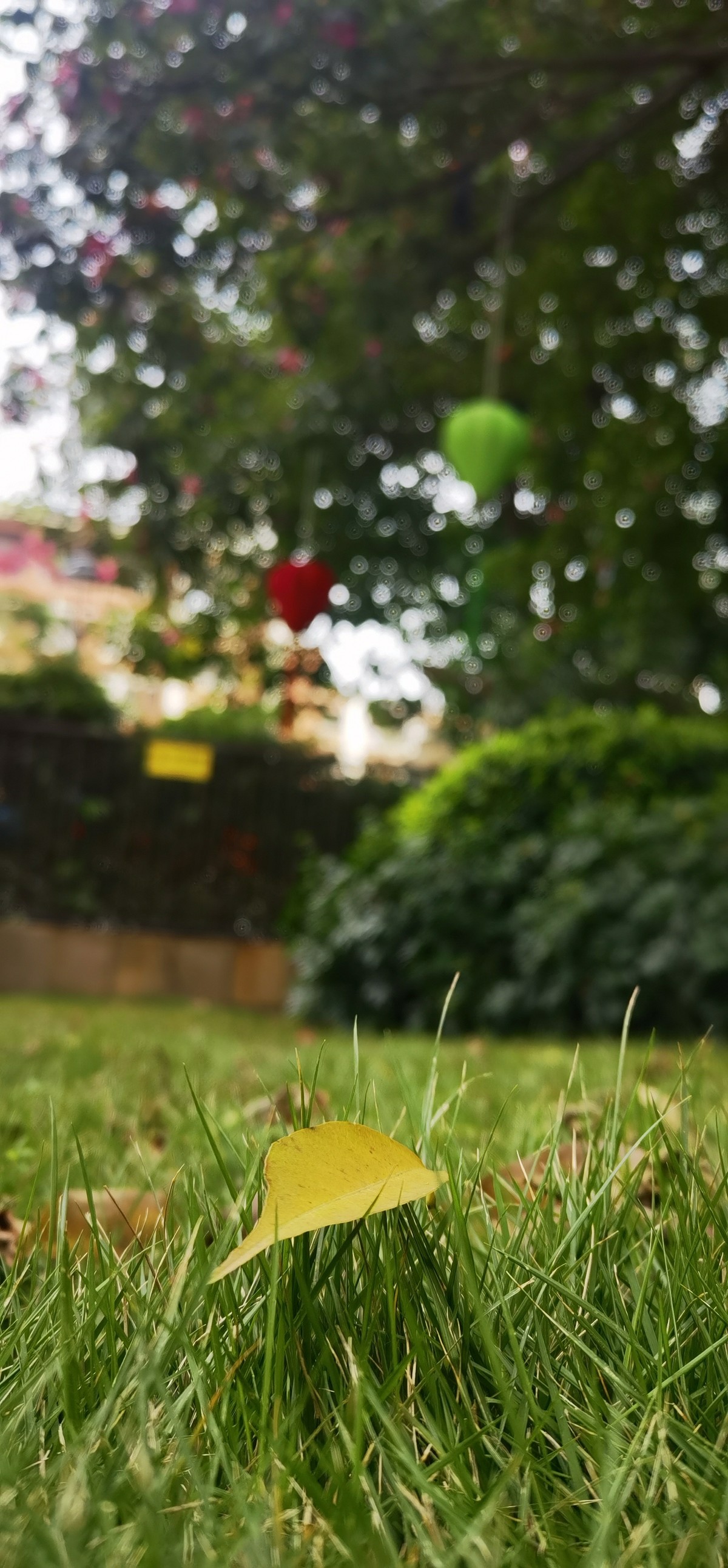 #遇见最美秋叶#11月的广州