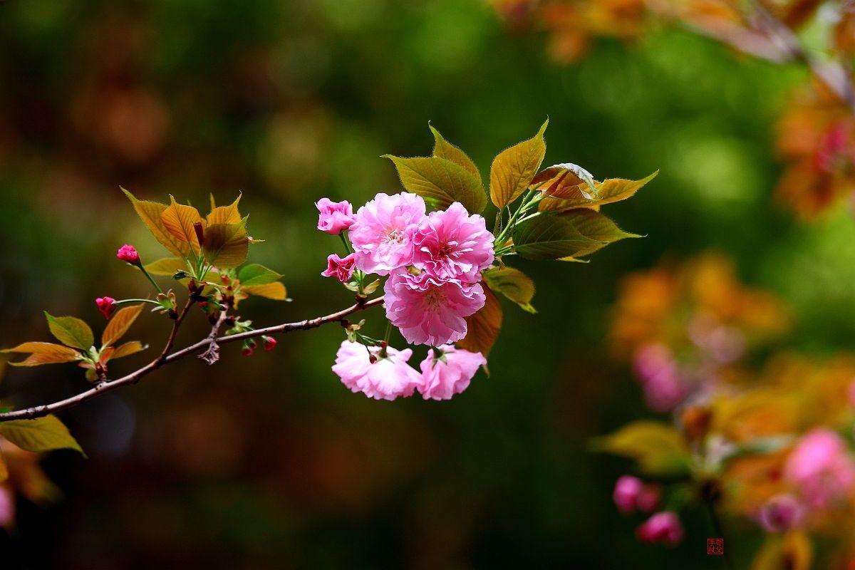 十日樱花作意开，绕花岂惜日千回（一）