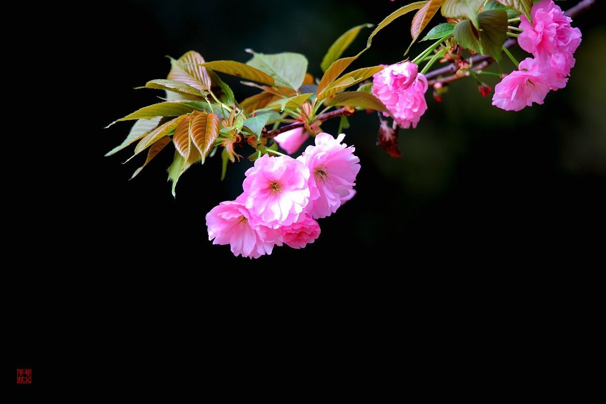 十日樱花作意开，绕花岂惜日千回（一）