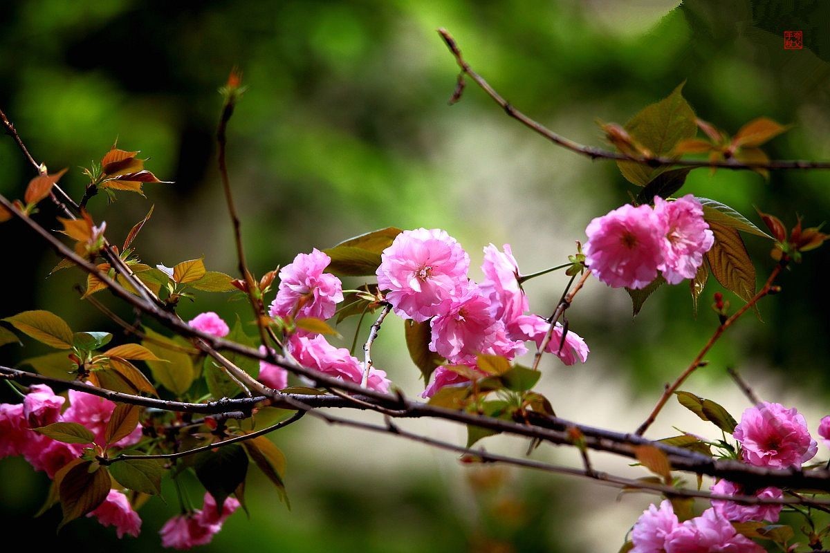 十日樱花作意开，绕花岂惜日千回（一）