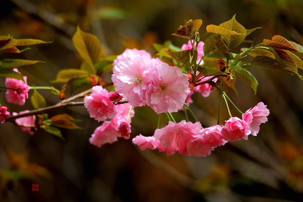 十日樱花作意开，绕花岂惜日千回（一）