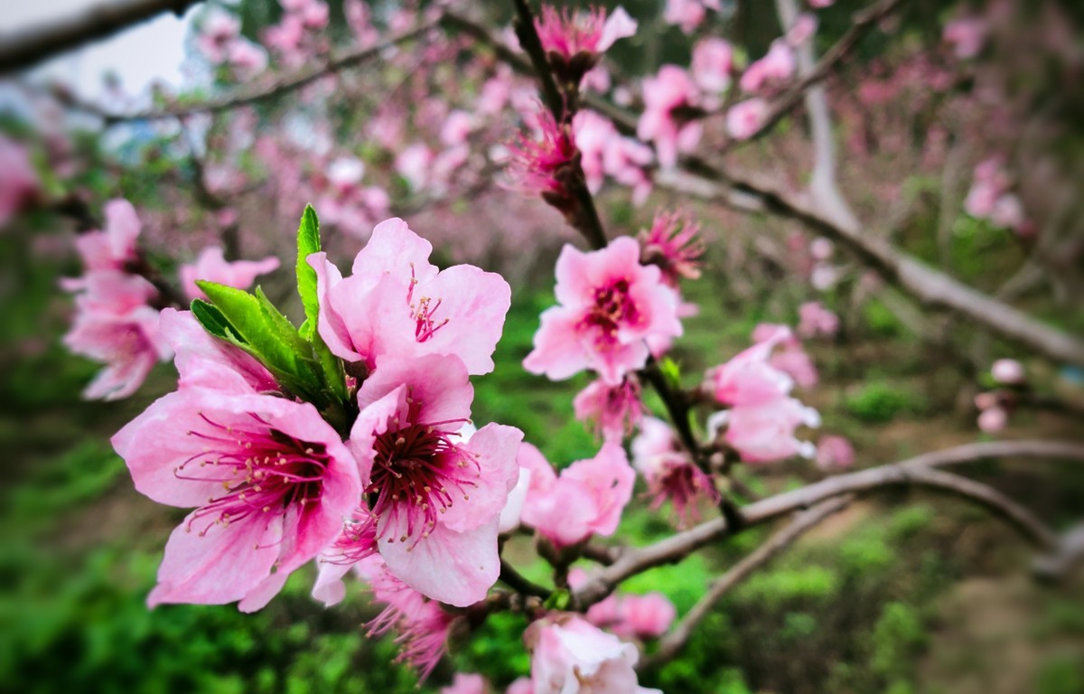 几年没在星空(中国)发过照片了。前段时间看到桃花开得鲜艳，用手机拍了几张过过瘾....