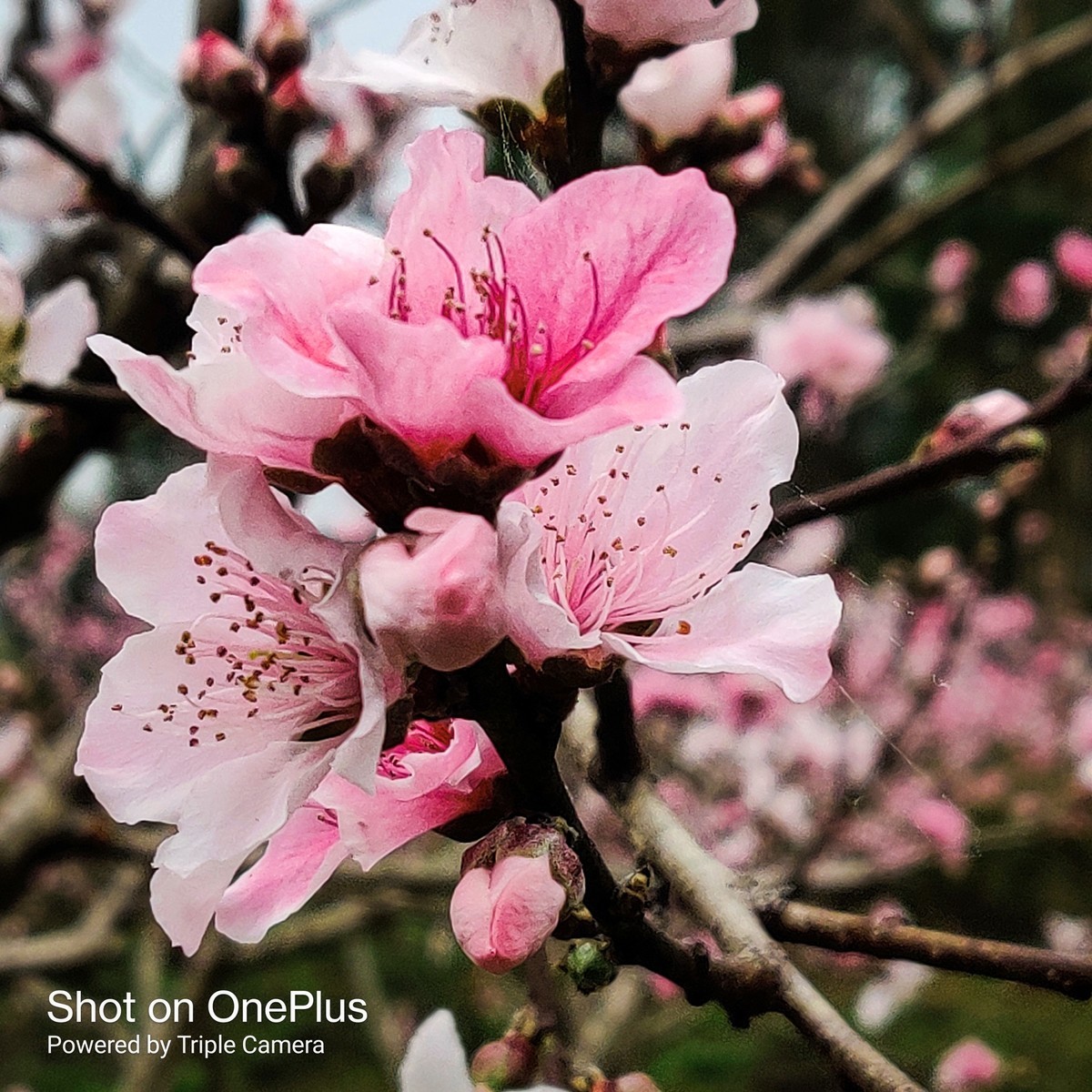 几年没在星空(中国)发过照片了。前段时间看到桃花开得鲜艳，用手机拍了几张过过瘾....