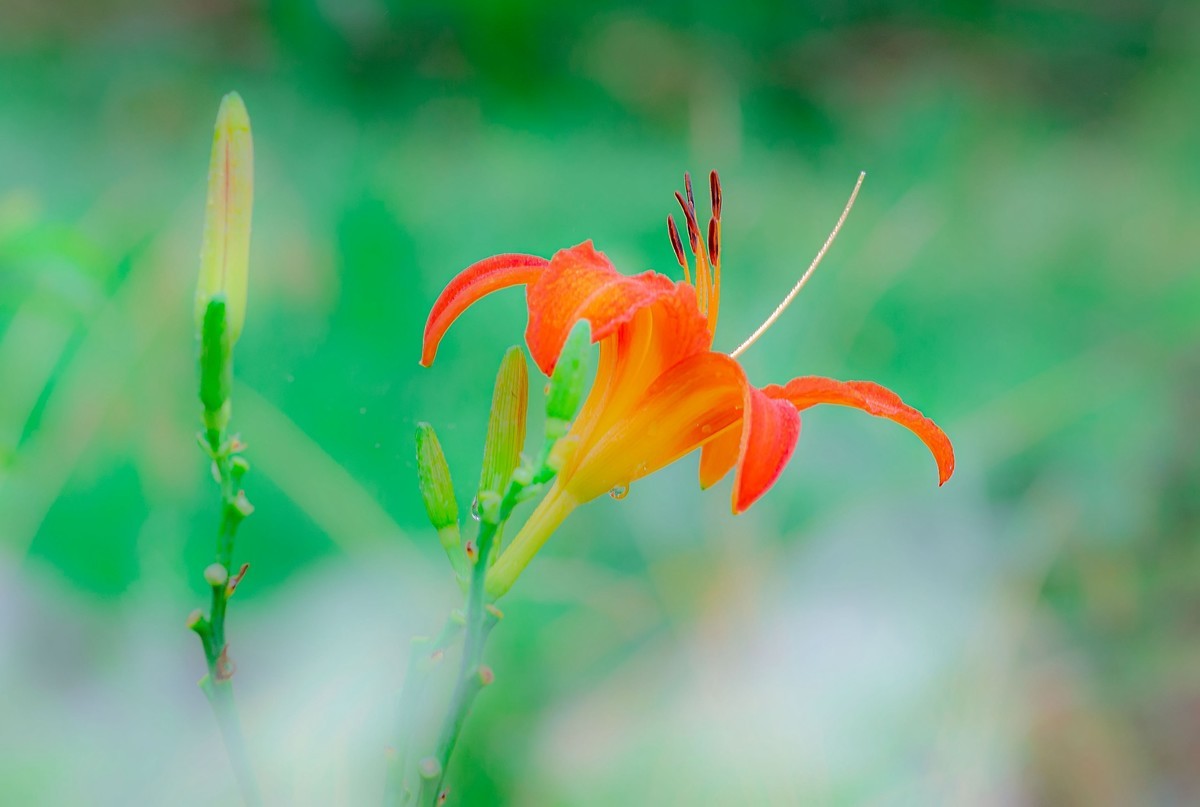这几年拍的一些微距，尼康D7000D610+适马105