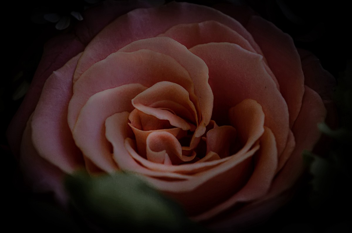 这几年拍的一些微距，尼康D7000D610+适马105