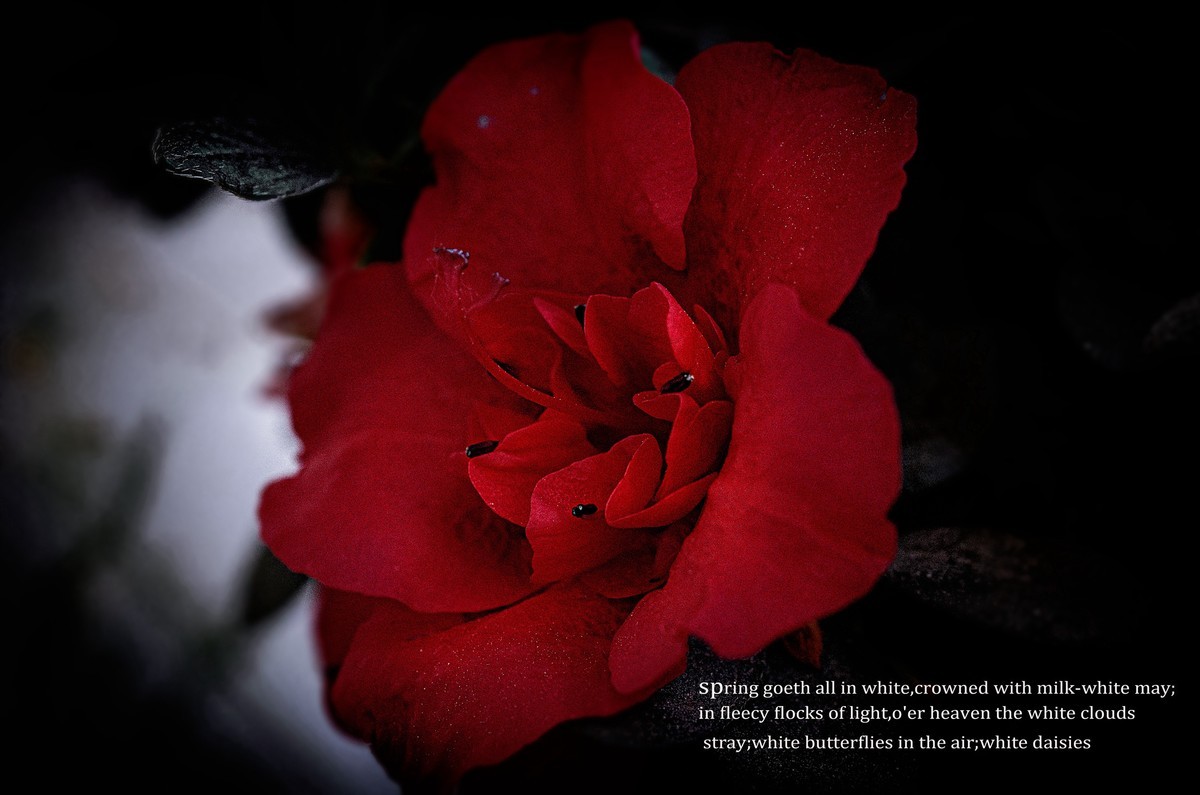 这几年拍的一些微距，尼康D7000D610+适马105