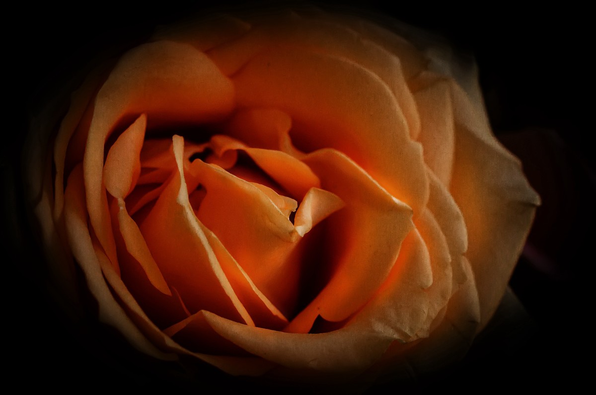 这几年拍的一些微距，尼康D7000D610+适马105