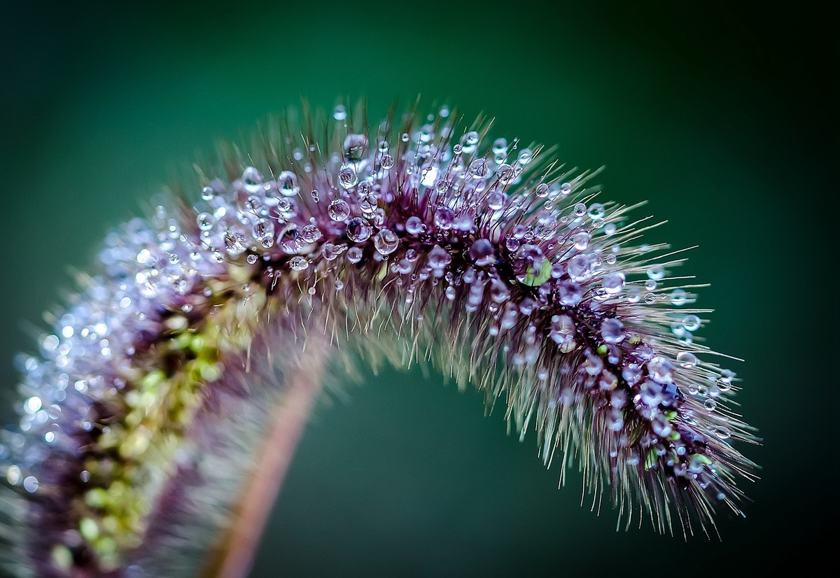 这几年拍的一些微距，尼康D7000D610+适马105