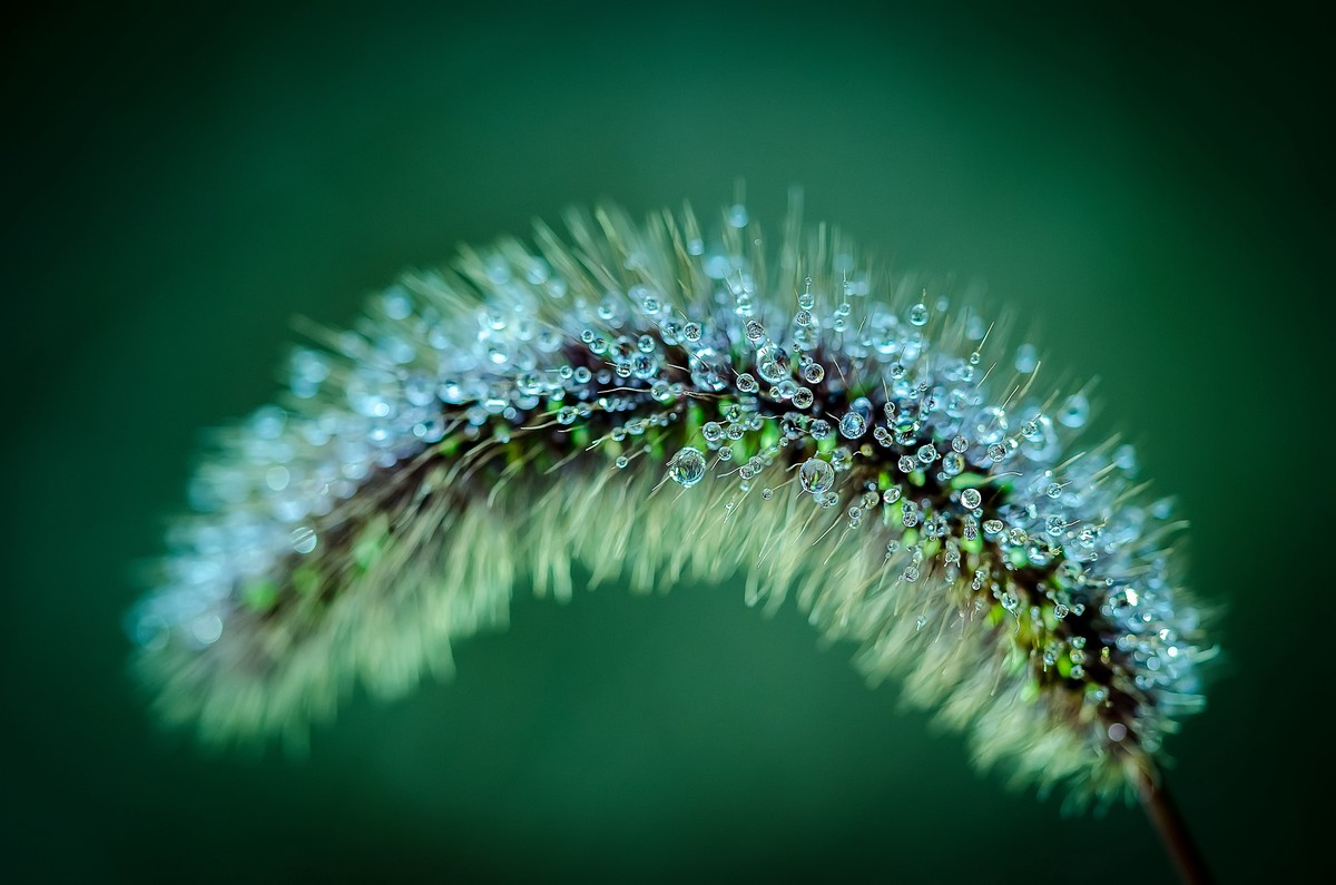 这几年拍的一些微距，尼康D7000D610+适马105