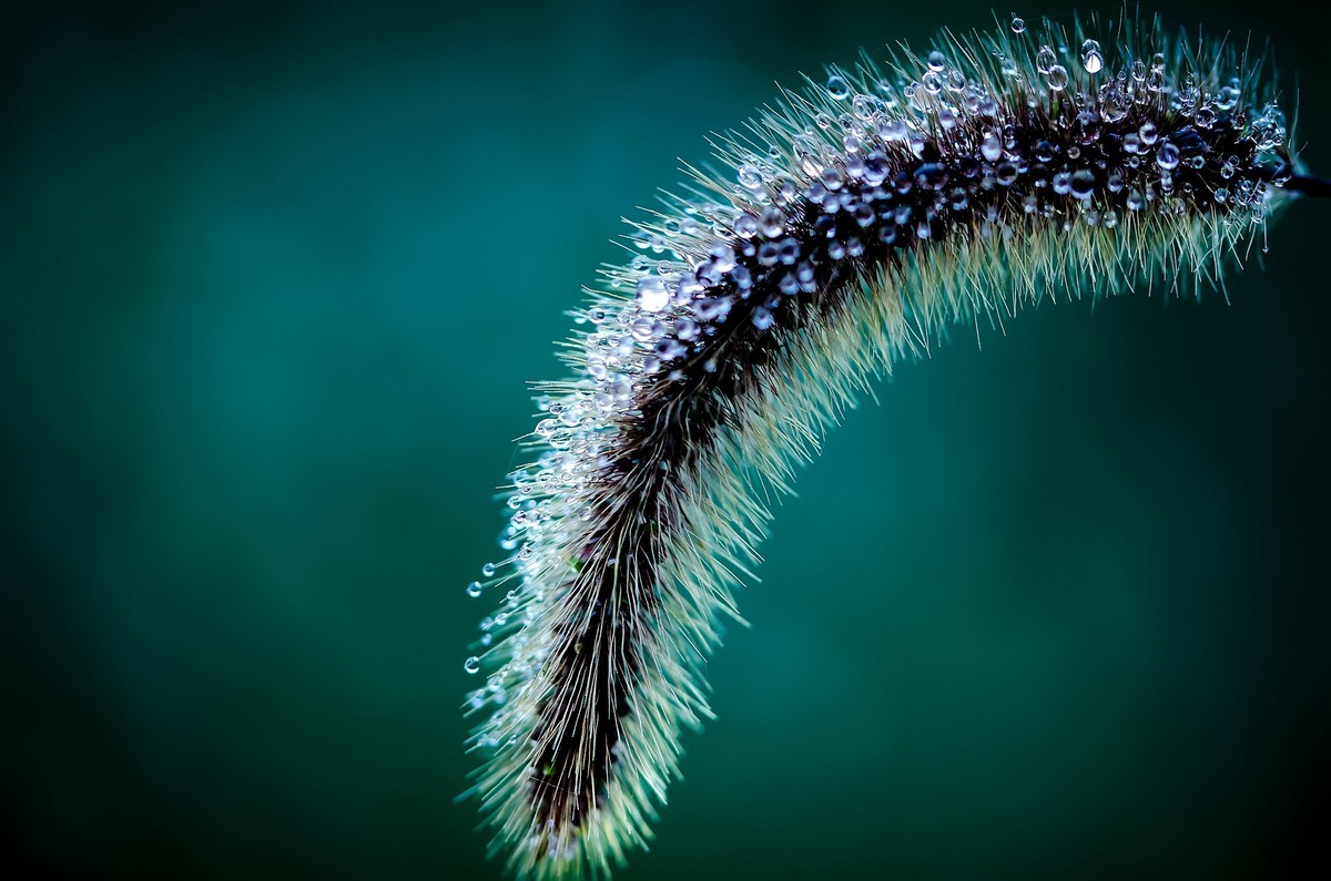 这几年拍的一些微距，尼康D7000D610+适马105