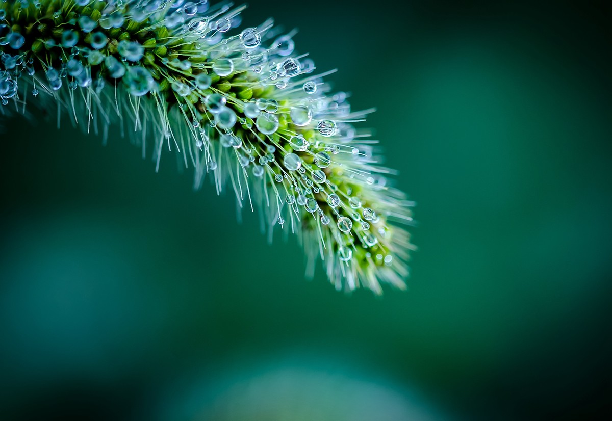 这几年拍的一些微距，尼康D7000D610+适马105