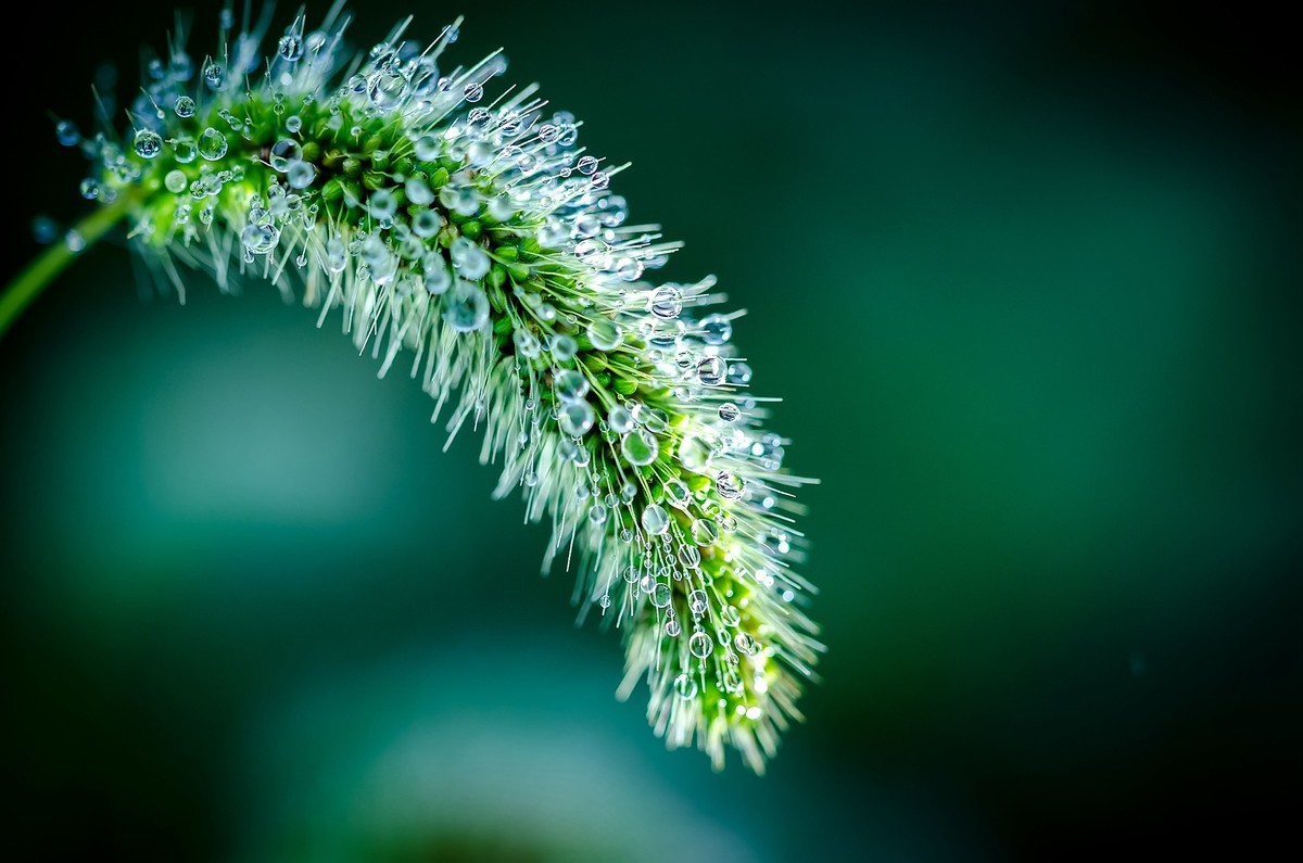 这几年拍的一些微距，尼康D7000D610+适马105