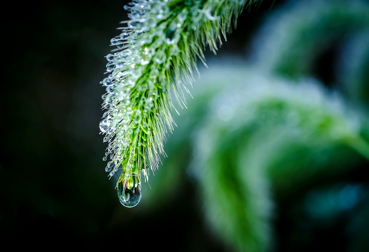 这几年拍的一些微距，尼康D7000D610+适马105