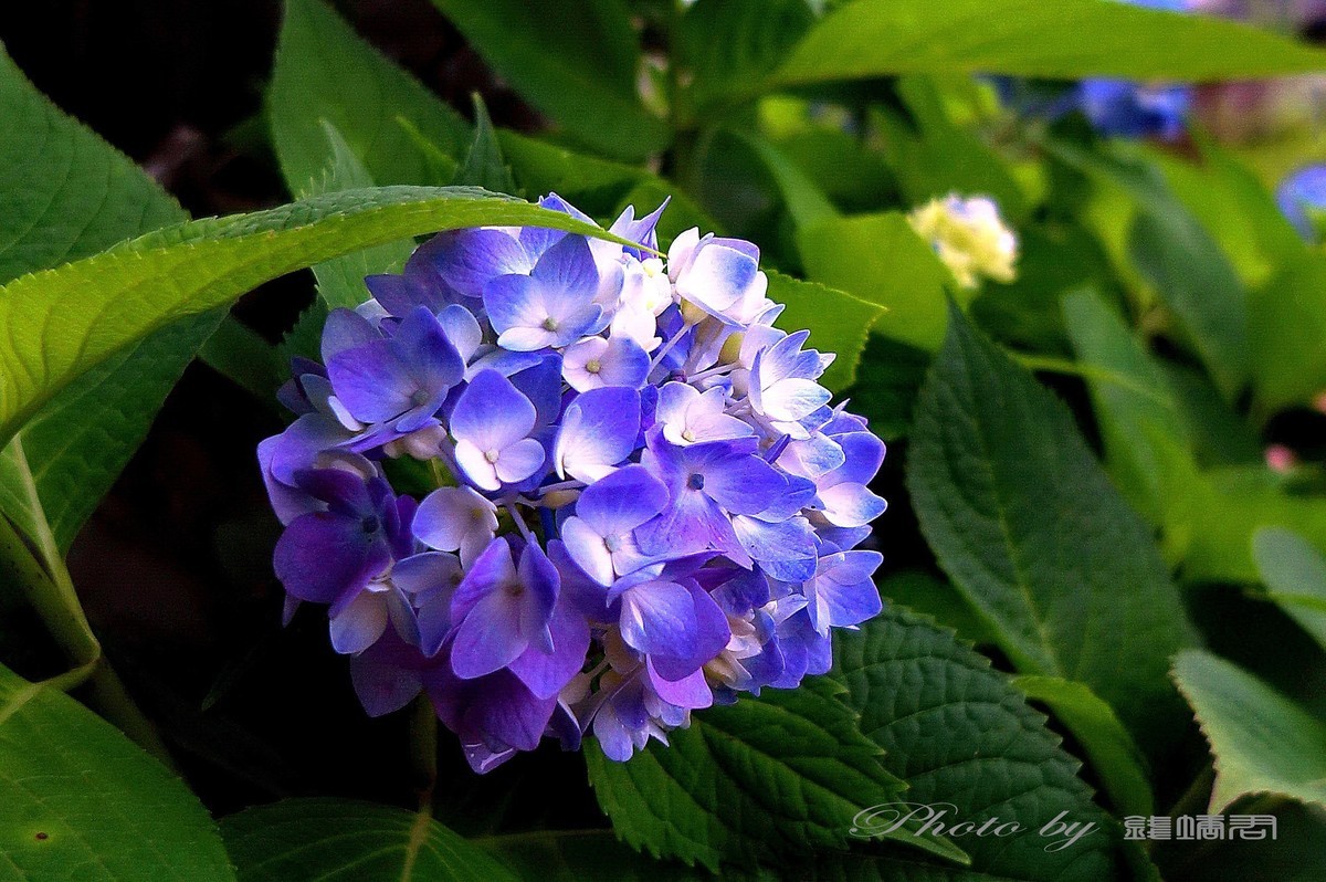 八仙花，紫阳花，团团圆圆绣球花