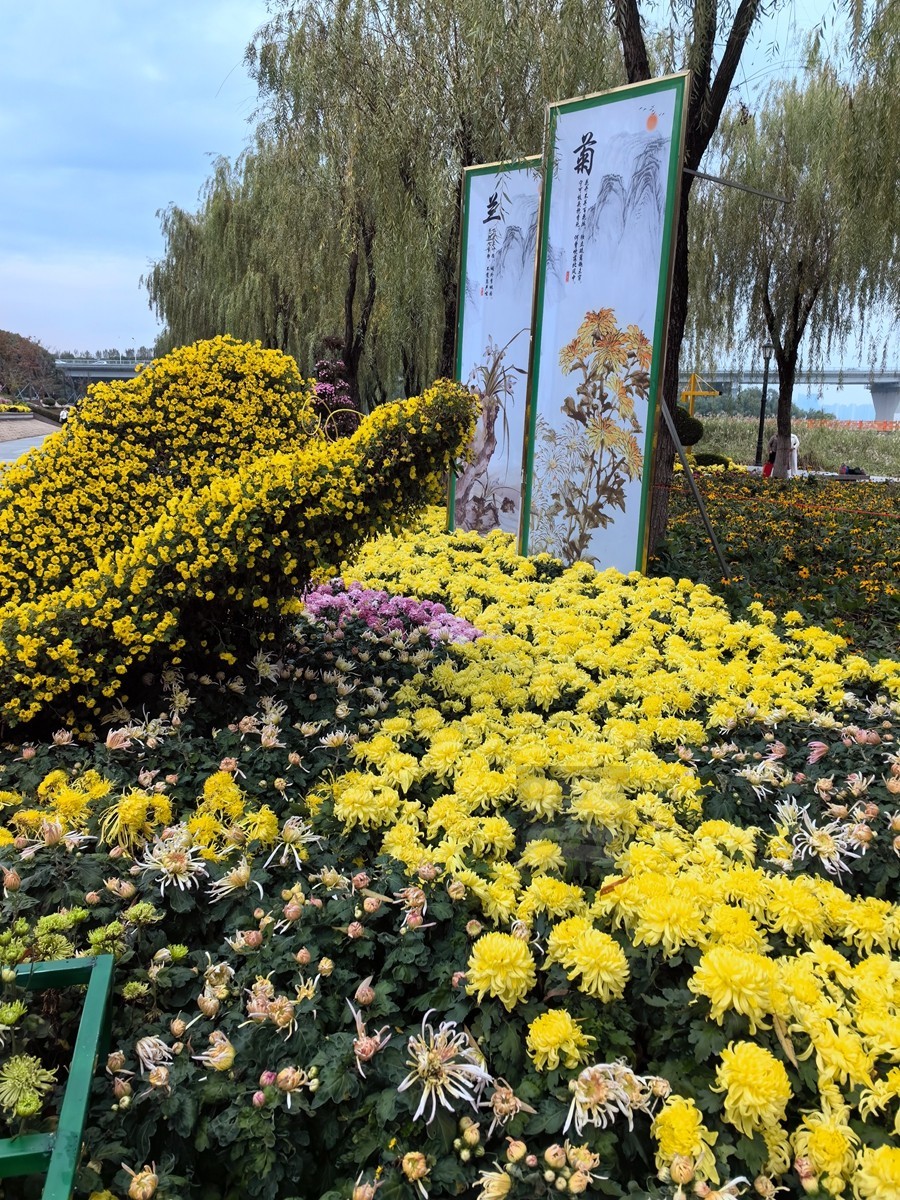 奔向未来*武汉第40届金秋菊展——武汉随笔