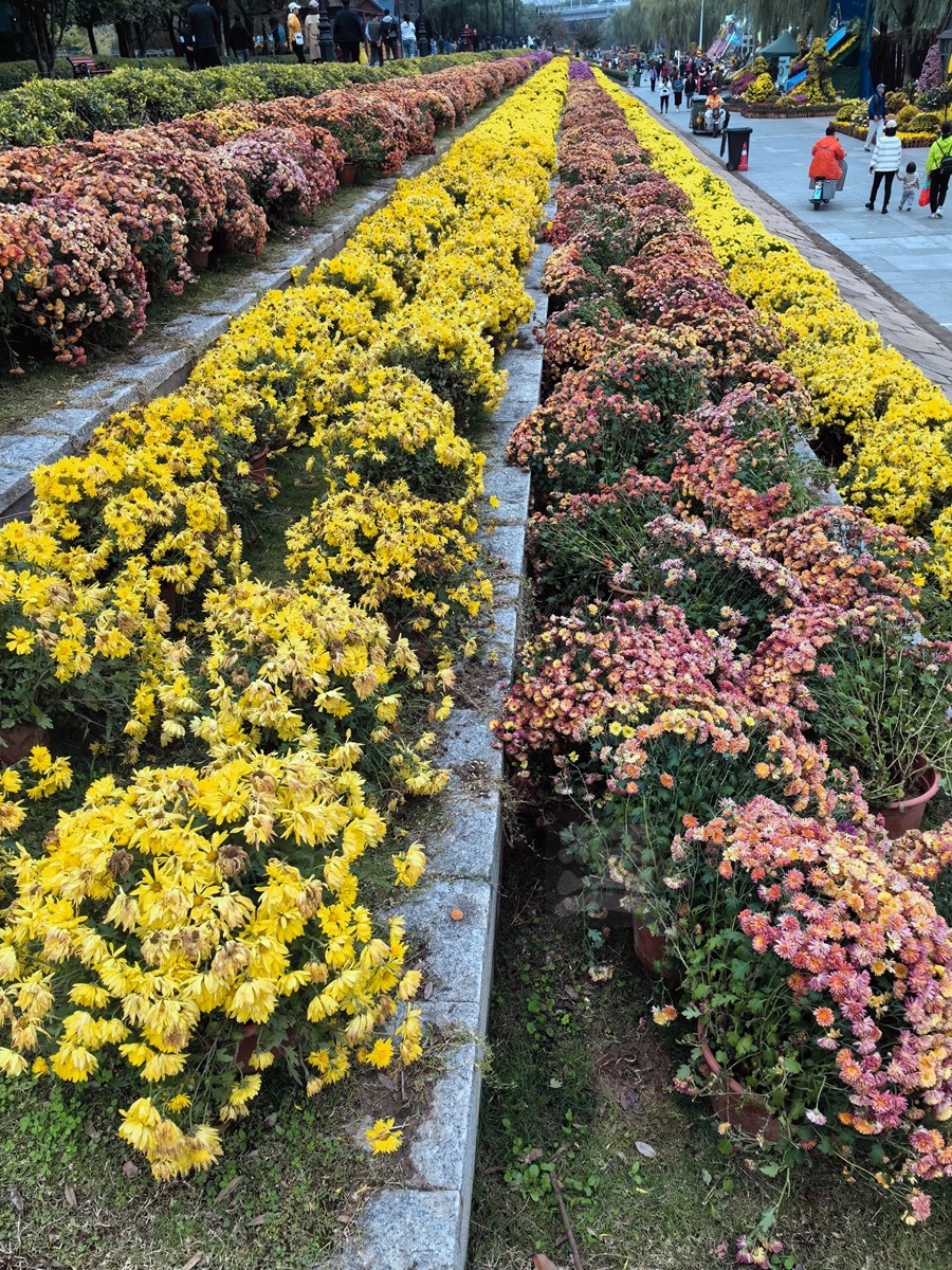 奔向未来*武汉第40届金秋菊展——武汉随笔