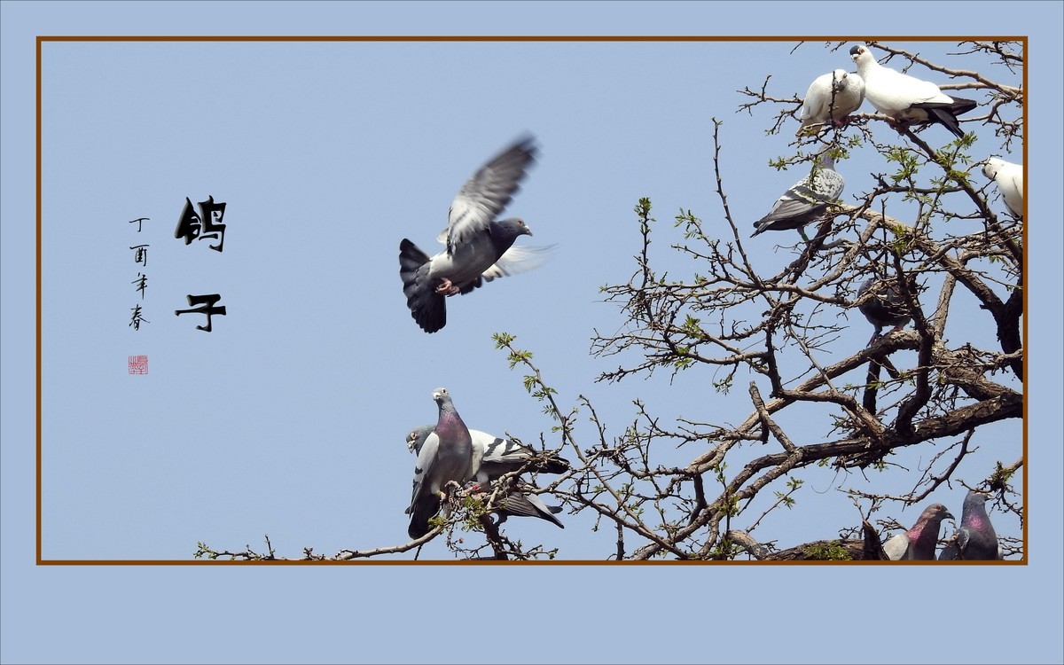 和平的天使-鸽子