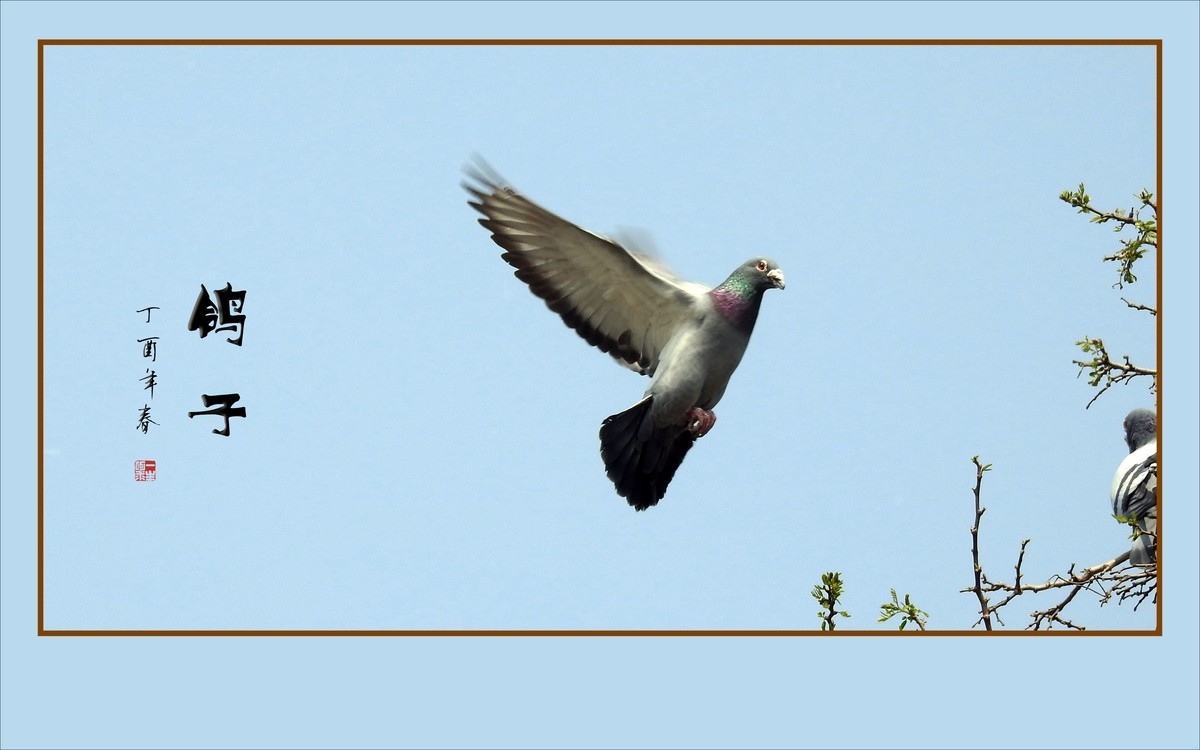 和平的天使-鸽子
