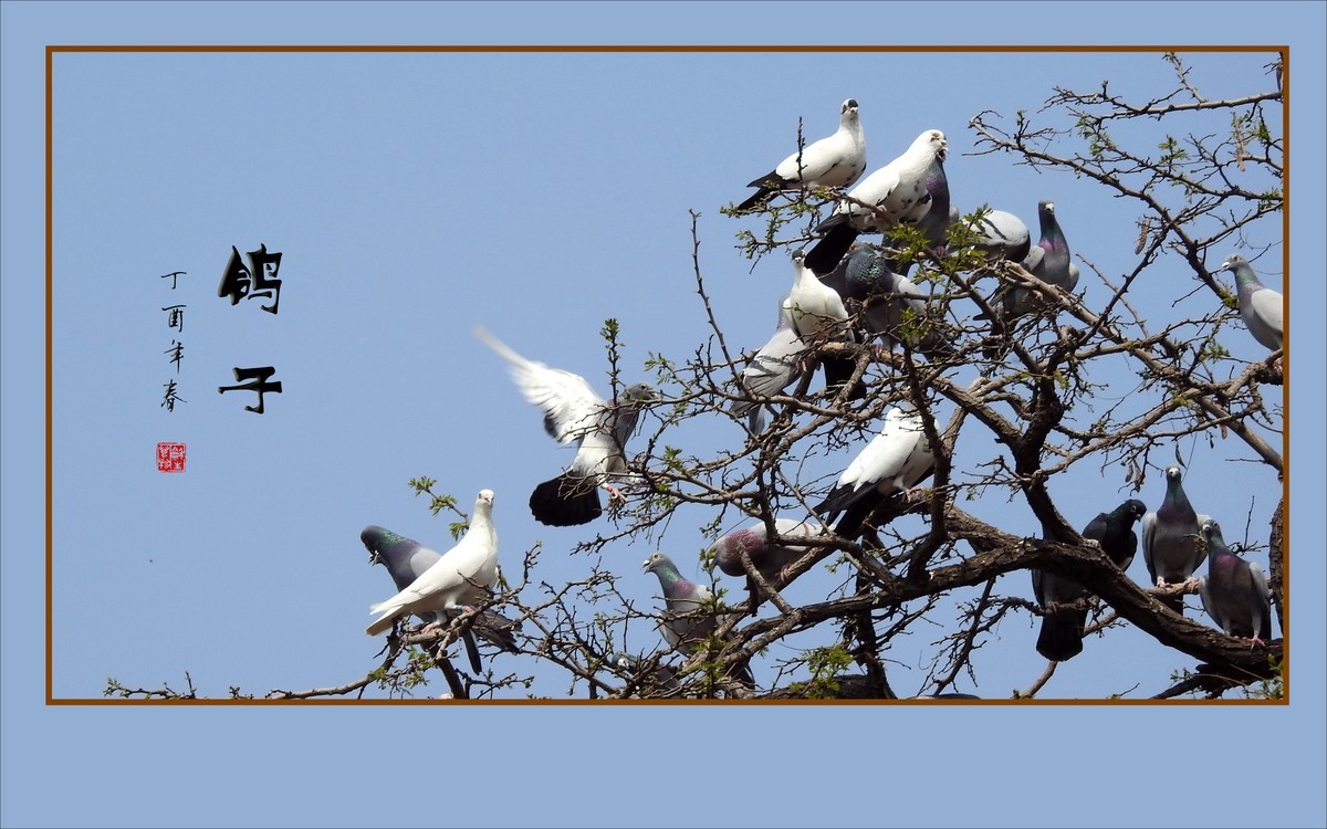 和平的天使-鸽子