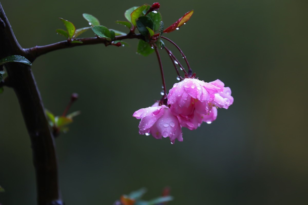 细雨垂丝海棠