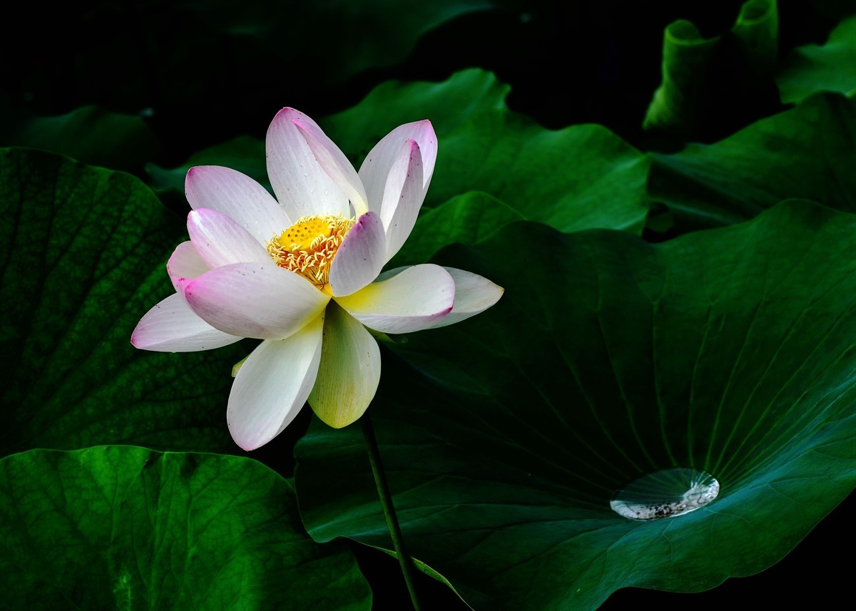 六月荷花初绽放