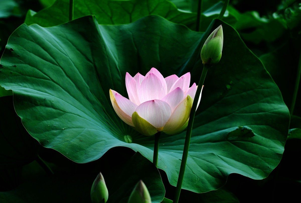 六月荷花初绽放