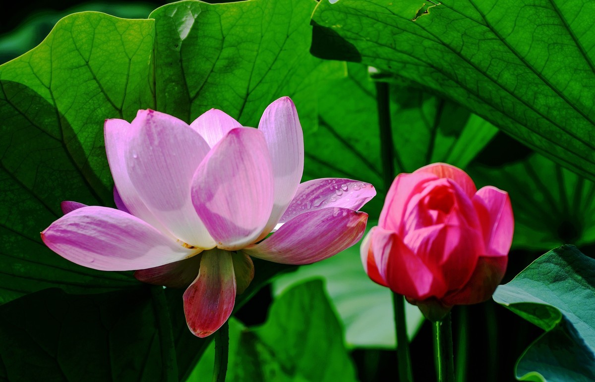 六月荷花初绽放