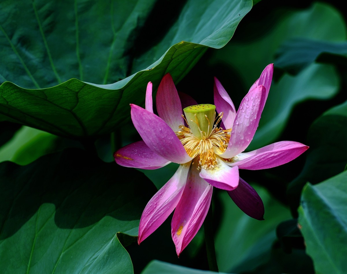 六月荷花初绽放