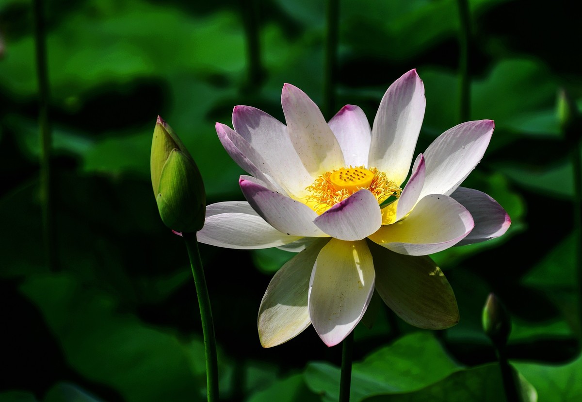 六月荷花初绽放