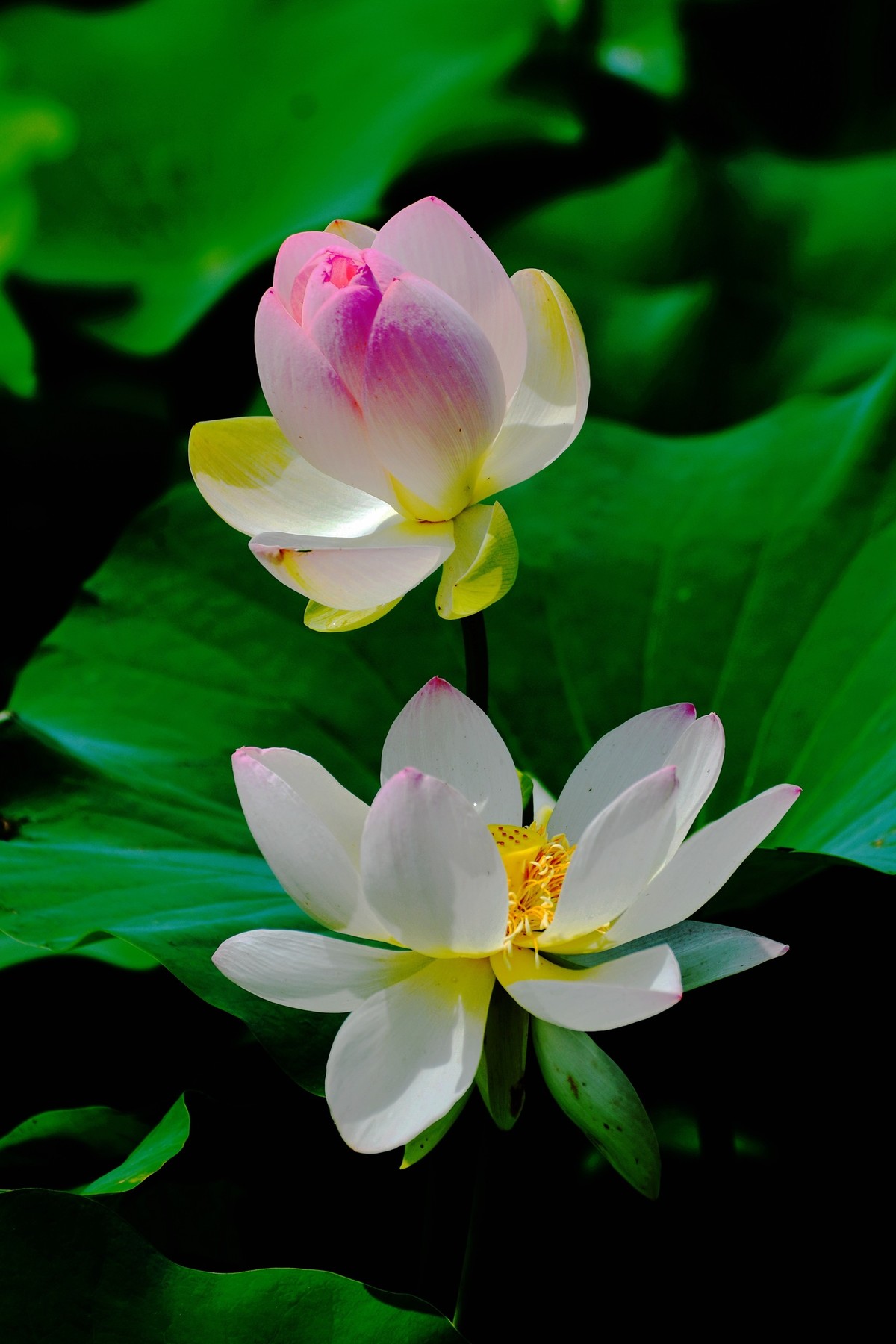 六月荷花初绽放