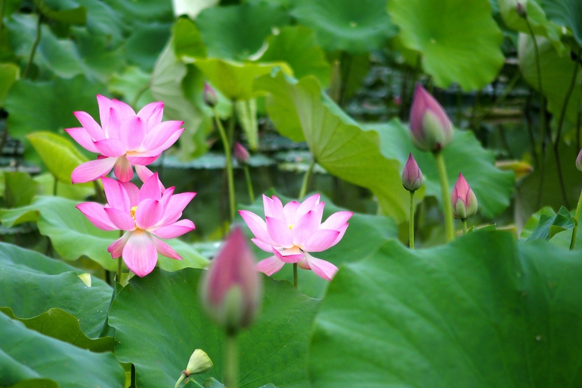 奥林巴斯STYLUS 1（卡片机风景）