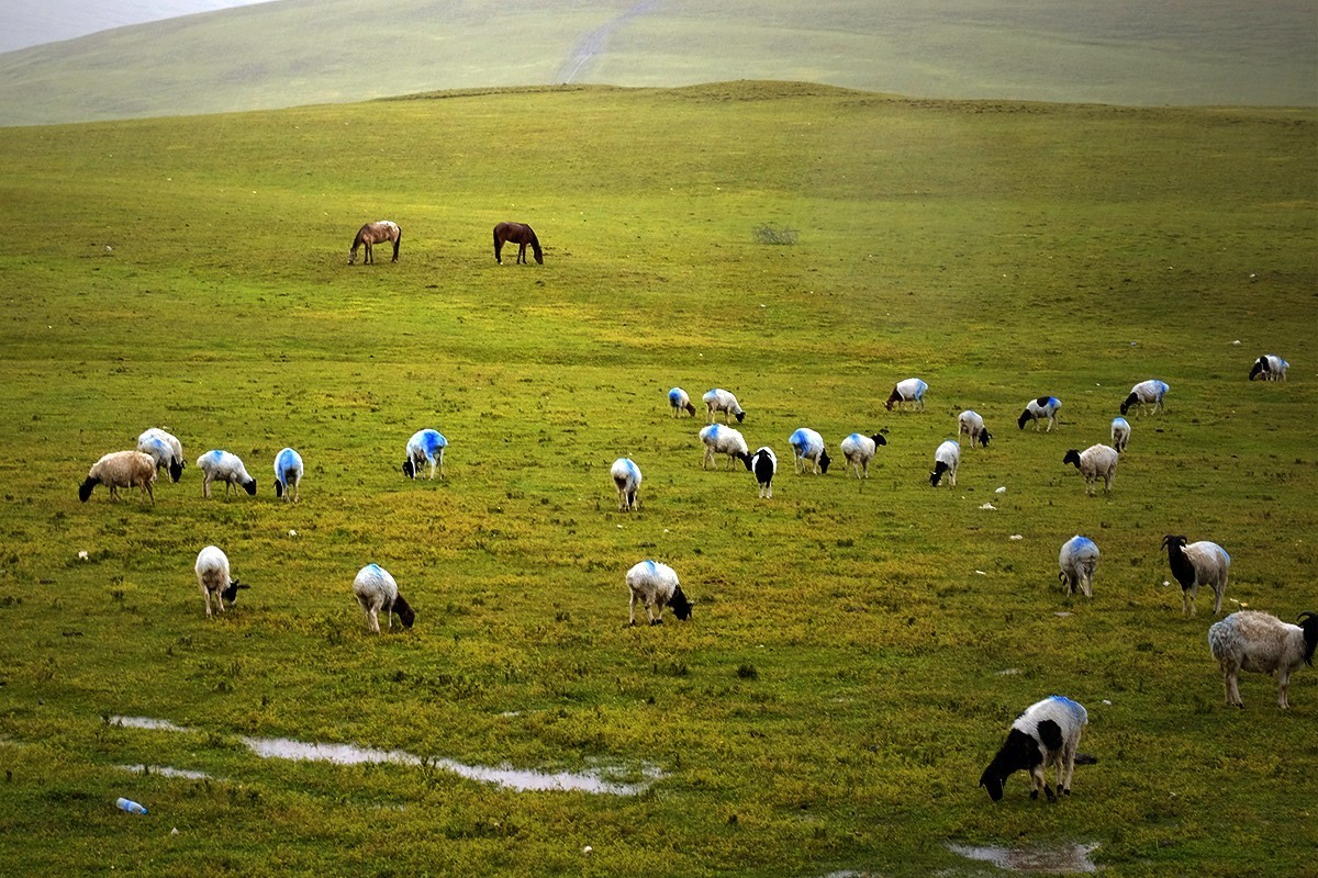巴音布鲁克的记忆