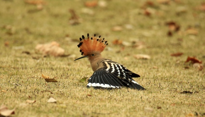 抓拍戴胜鸟的动态